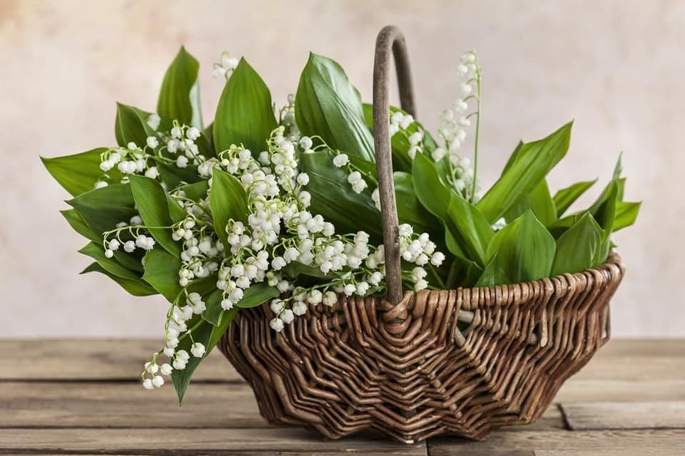 Bonne fête du 1er mai